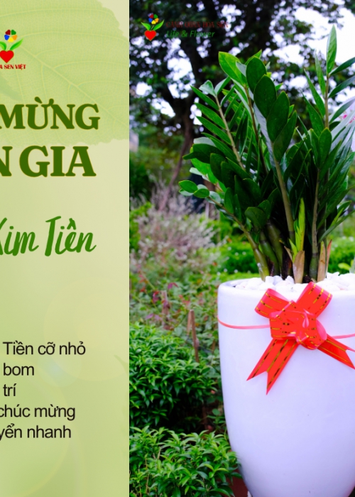 Cho thuê cây Đà Nẵng