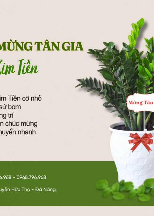 Cho thuê cây Đà Nẵng