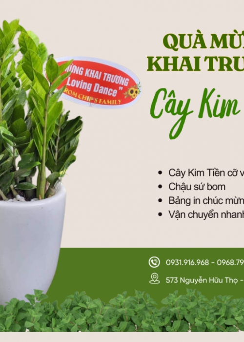 Cho thuê cây Đà Nẵng