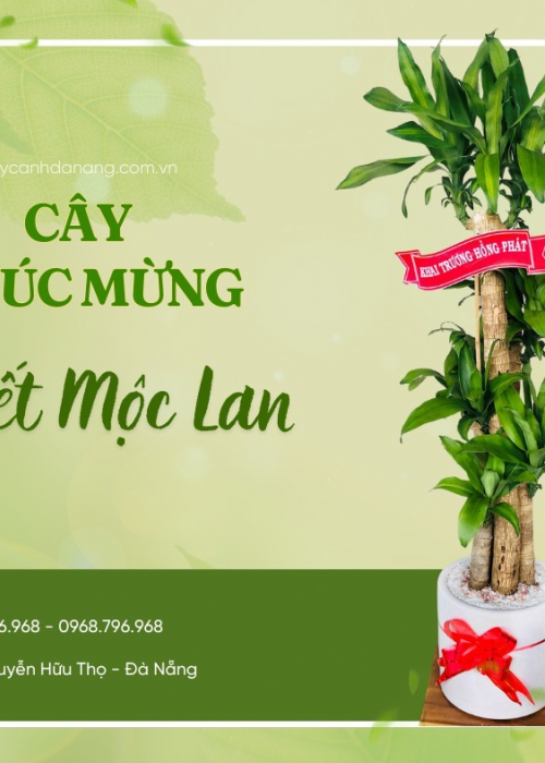 Cho thuê cây Đà Nẵng