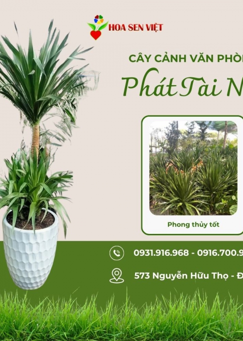 Cho thuê cây Đà Nẵng
