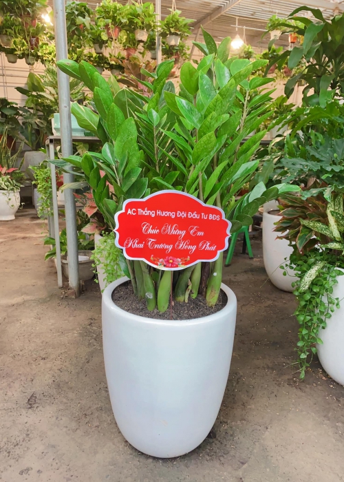 Cho thuê cây Đà Nẵng