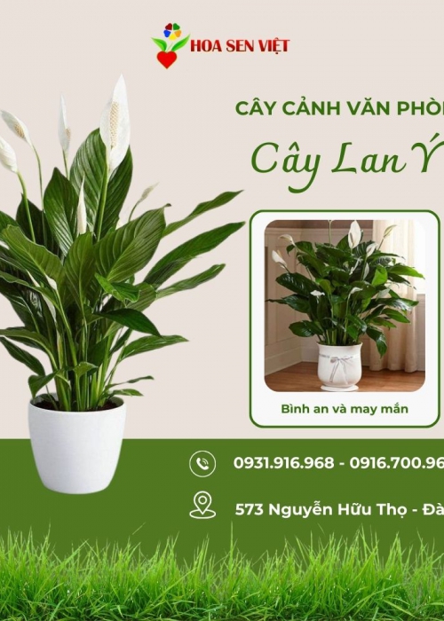 Cho thuê cây Đà Nẵng