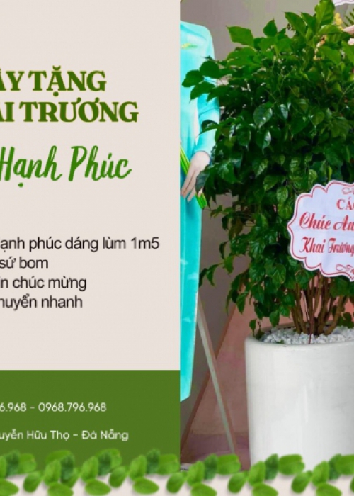 Cho thuê cây Đà Nẵng