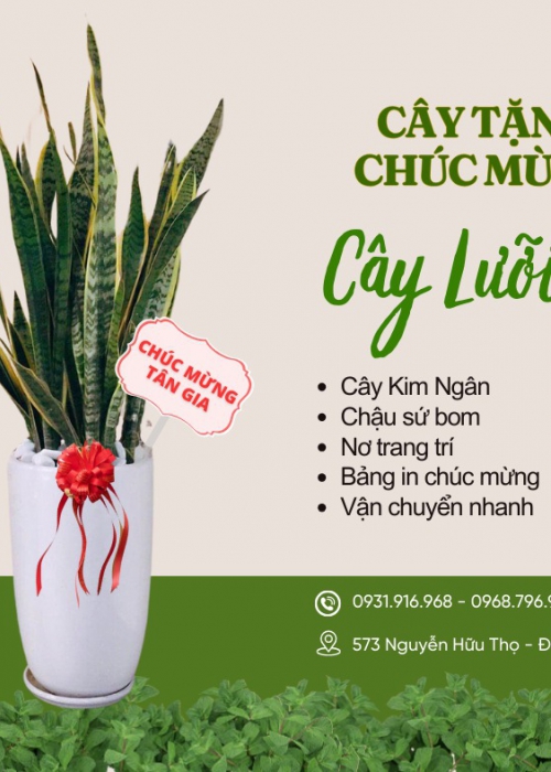 Cho thuê cây Đà Nẵng
