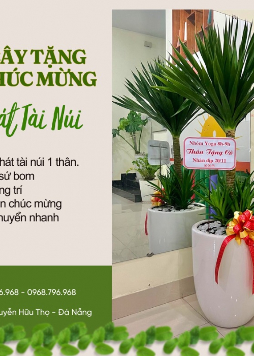 Cho thuê cây Đà Nẵng