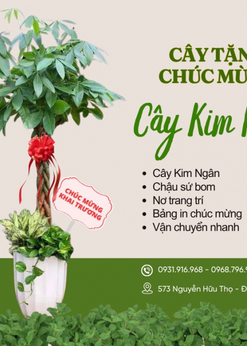Cho thuê cây Đà Nẵng