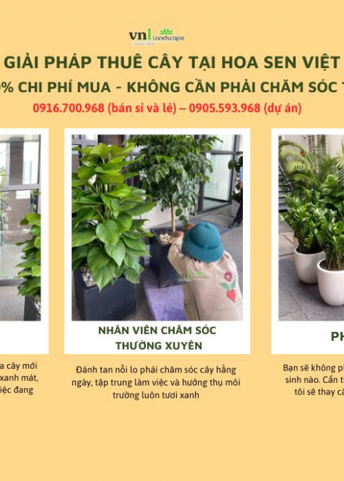Giá thuê cây cảnh tại Đà Nẵng – Bảng giá chi tiết & giải pháp tiết kiệm cho văn phòng, nhà hàng