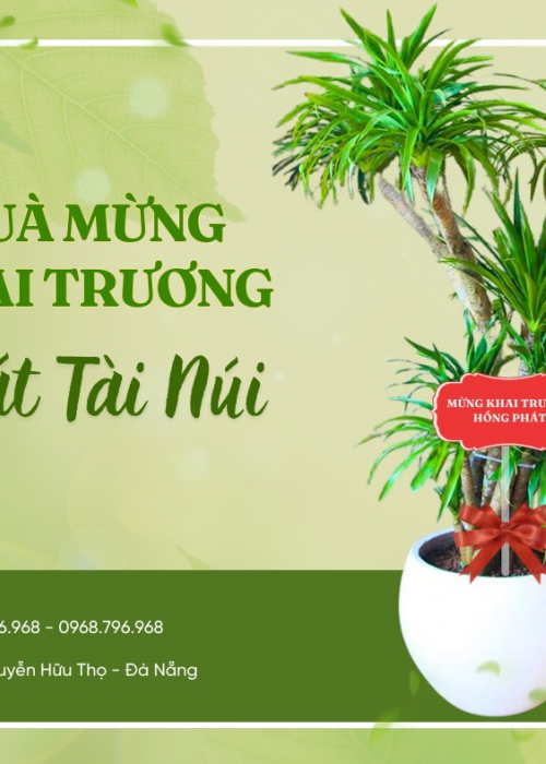 Giá thuê cây cảnh tại Đà Nẵng – Bảng giá chi tiết & giải pháp tiết kiệm cho văn phòng, nhà hàng