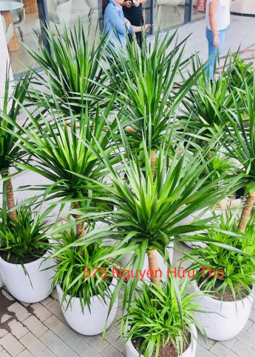 Giá thuê cây cảnh tại Đà Nẵng – Bảng giá chi tiết & giải pháp tiết kiệm cho văn phòng, nhà hàng