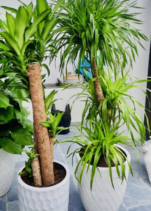 Giá thuê cây cảnh tại Đà Nẵng – Bảng giá chi tiết & giải pháp tiết kiệm cho văn phòng, nhà hàng