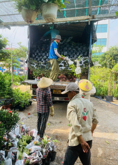 Giá cây văn phòng tại Đà Nẵng – Bảng giá cập nhật mới nhất từ Hoa Sen Việt
