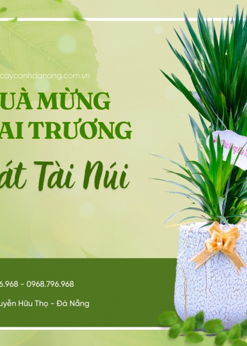 Giá cây văn phòng tại Đà Nẵng – Bảng giá cập nhật mới nhất từ Hoa Sen Việt