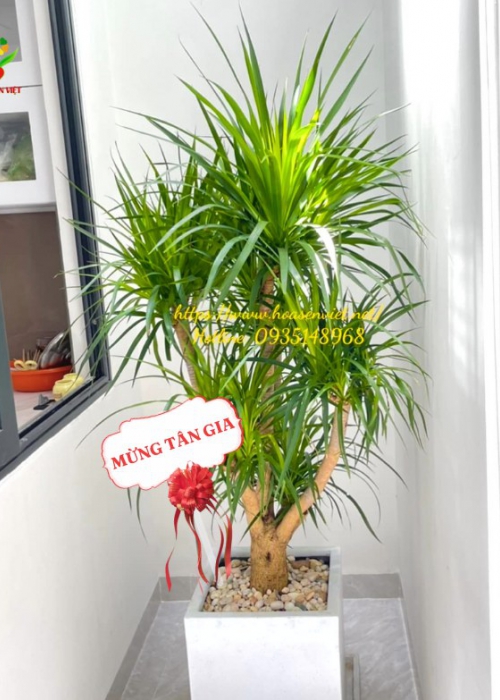 Giá cây văn phòng tại Đà Nẵng – Bảng giá cập nhật mới nhất từ Hoa Sen Việt