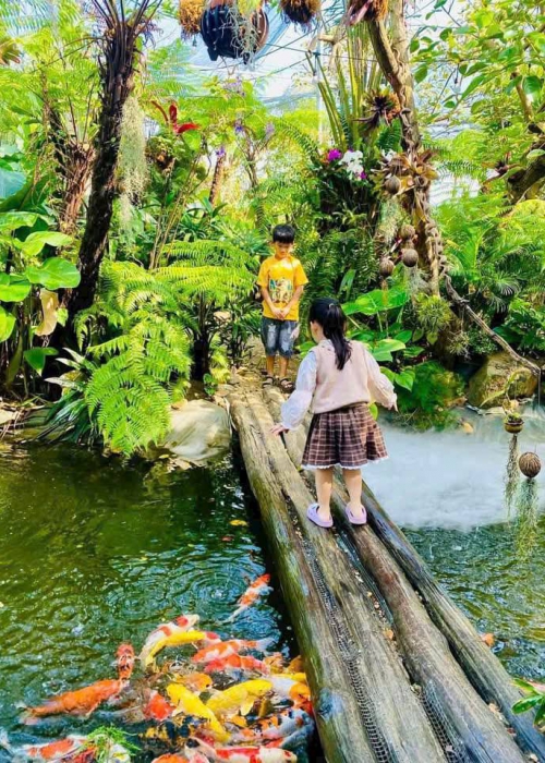 Chi Phí Thi Công Hồ Cá Koi Tại Đà Nẵng Bao Nhiêu?