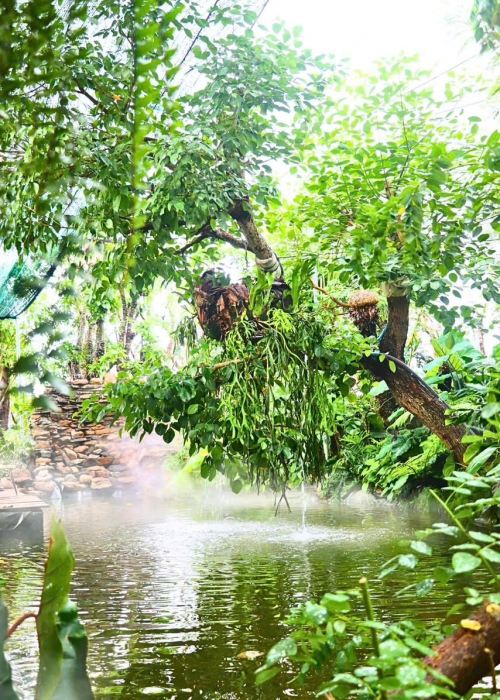Chi Phí Thi Công Hồ Cá Koi Tại Đà Nẵng Bao Nhiêu?