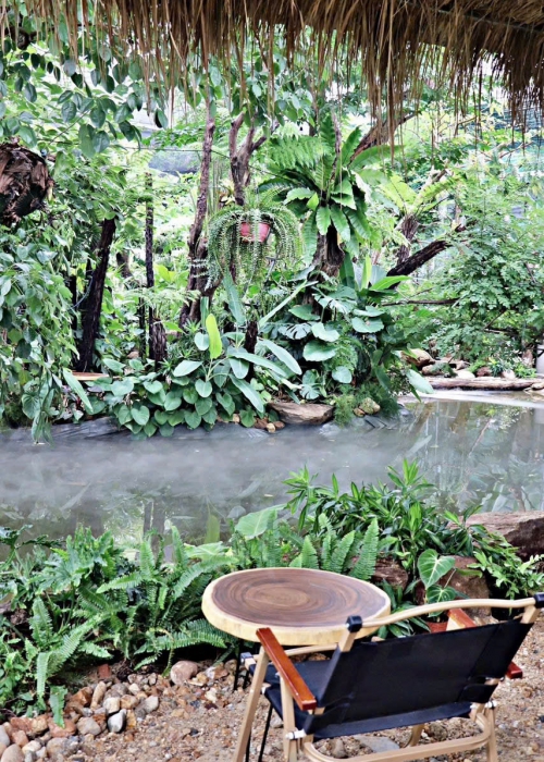 Mua Bán Cá Koi Tại Đà Nẵng – Địa Chỉ Uy Tín, Chất Lượng, Giá Tốt