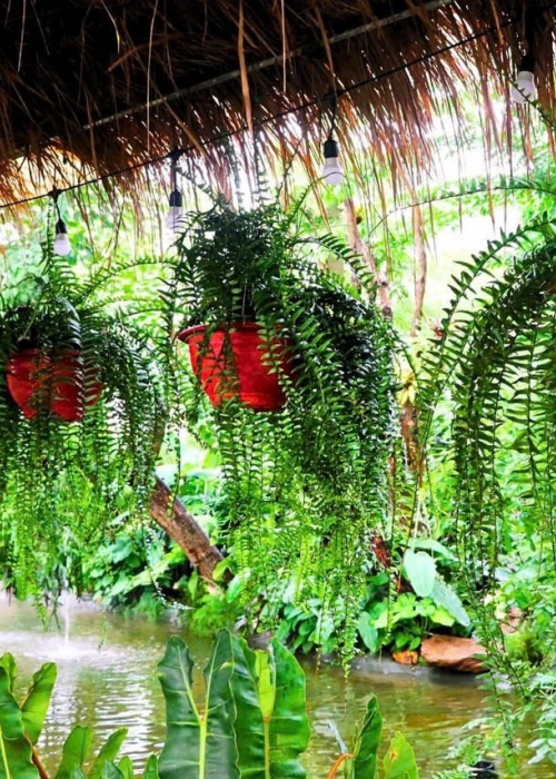 Mua Bán Cá Koi Tại Đà Nẵng – Địa Chỉ Uy Tín, Chất Lượng, Giá Tốt