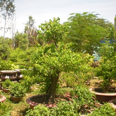Cây khế bonsai