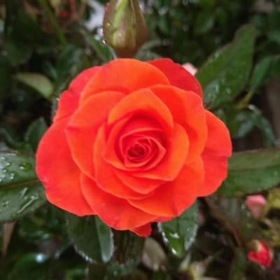 Hoa hồng tỉ muội