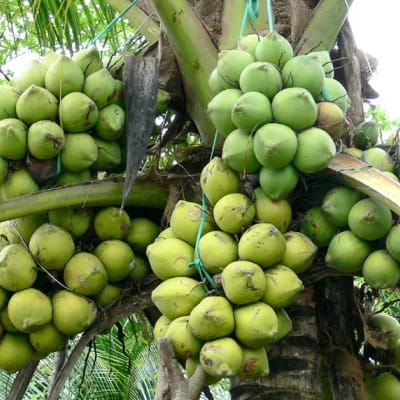 Cây dừa Đà Nẵng
