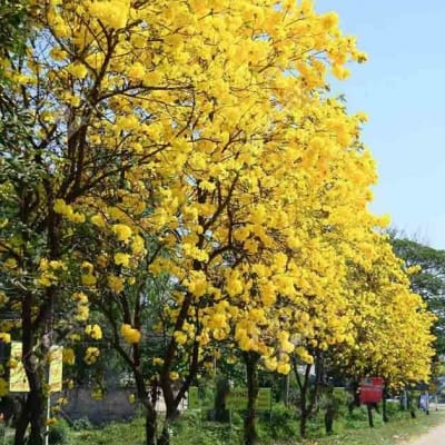 Cây chuông vàng - Cây cảnh Đà Nẵng