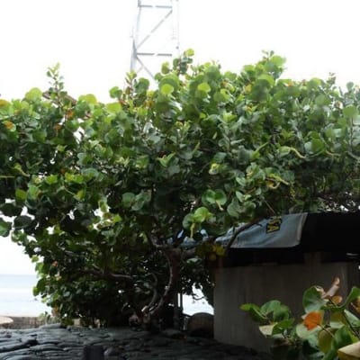 Cây nho biển - Giá bán, cách trồng và chăm sóc cây nho biển