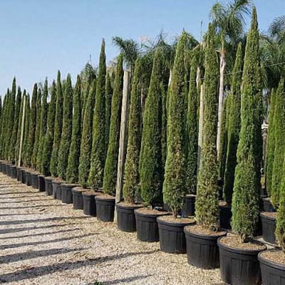Cây bách địa trung hải - Giá bán, cách trồng và chăm sóc cây bách địa trung hải