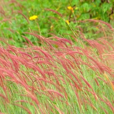 Cỏ lau đỏ (cỏ đuôi chồn), cỏ lay đỏ hay còn gọi cỏ đuôi chồn đỏ