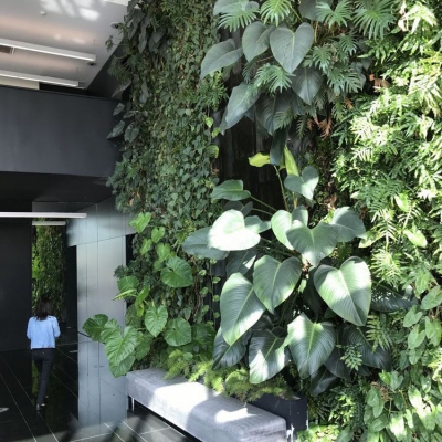 Vườn tường cây xanh đẹp - Thi công vườn tường cây xanh đẹp Đà Nẵng