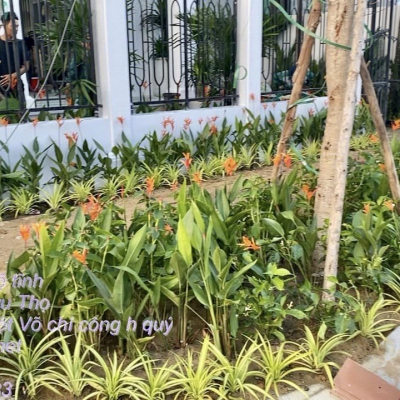 Cửa hàng bán cây cảnh tại Đà Nẵng giá rẻ và đa dạng sản phẩm