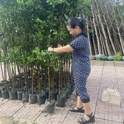 Hướng dẫn trồng cây bàng đài loan