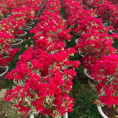 Hoa giấy đỏ Đà Nẵng giá rẻ