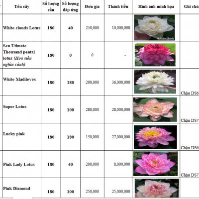 Top 10 loài hoa sen đẹp dễ trồng