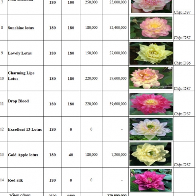 Top 10 loài hoa sen đẹp dễ trồng