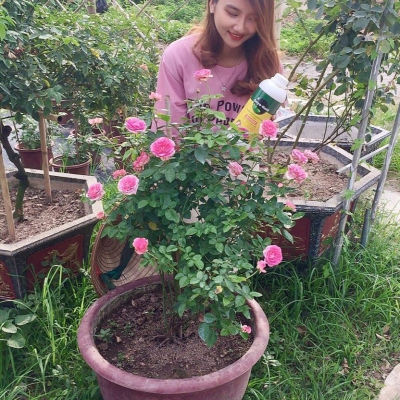 Phân bón hữu cơ hoa hồng và cây kiểng