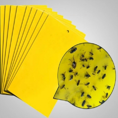 Miếng dán bẫy ruồi vàng, côn trùng - 25x20cm