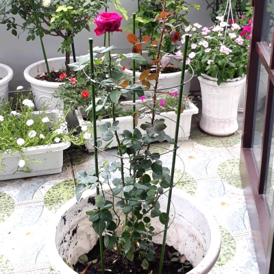 Khung trồng hoa hồng tiện dụng - 150cm