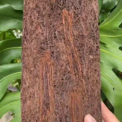 Dớn bảng trồng lan - 30x15cm