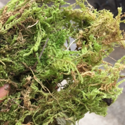 Giá thể rêu rừng trồng lan Green Mix loại 1 - Túi 4 lít