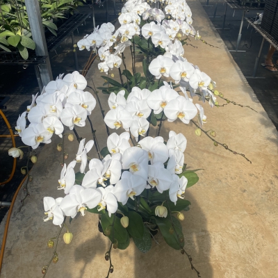 Hoa lan hồ điệp trắng