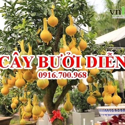 Cây Bưởi Diễn Chưng Tết