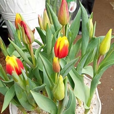 Hoa Tulip Đà Nẵng