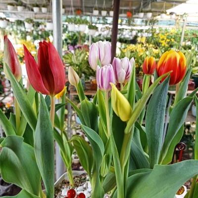 Hoa Tulip Đà Nẵng