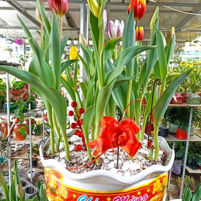 Hoa Tulip Đà Nẵng