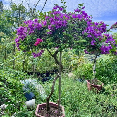 Hoa Giấy Đà Nẵng