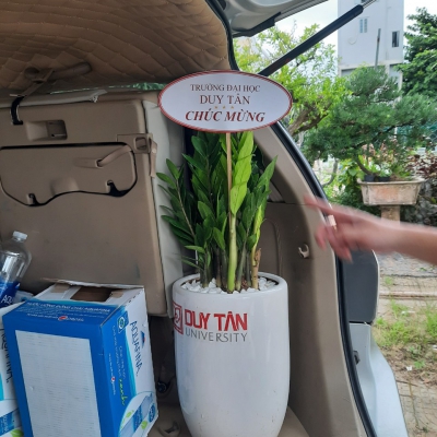 Cây Kim Tiền - Kim Phát Tài