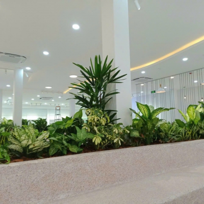 Shop Cây Văn Phòng Đà Nẵng | Hoa Sen Việt - Cung Cấp & Cho Thuê Cây Xanh Nội Thất