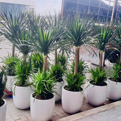 Shop Cây Văn Phòng Đà Nẵng | Hoa Sen Việt - Cung Cấp & Cho Thuê Cây Xanh Nội Thất