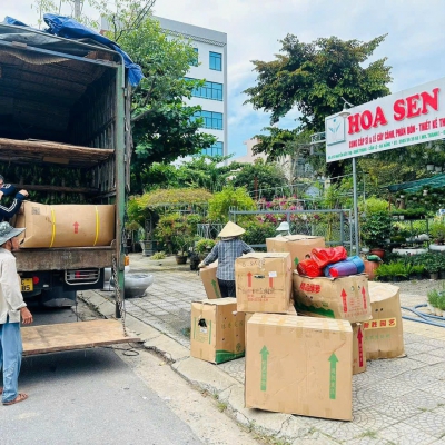Shop Cây Văn Phòng Đà Nẵng | Hoa Sen Việt - Cung Cấp & Cho Thuê Cây Xanh Nội Thất